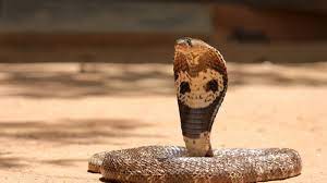When a Cobra’s Embrace Becomes a Tale of Survival: Child’s Two-hour Ordeal with a Deadly Reptile